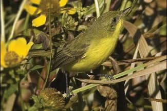 Smalvleugeldoradito - Pseudocolopteryx acutipennis Smalvleugeldoradito - Pseudocolopteryx acutipennis